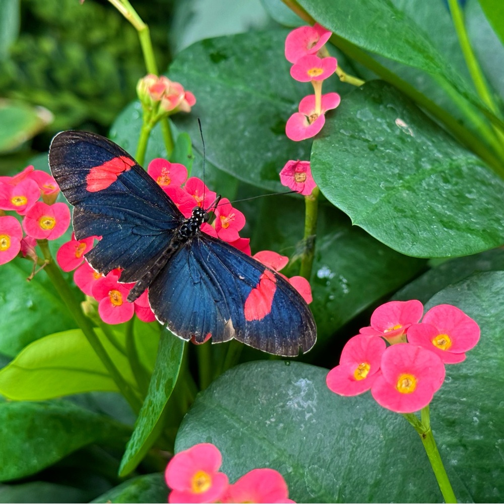 Meet your Posher, Allie